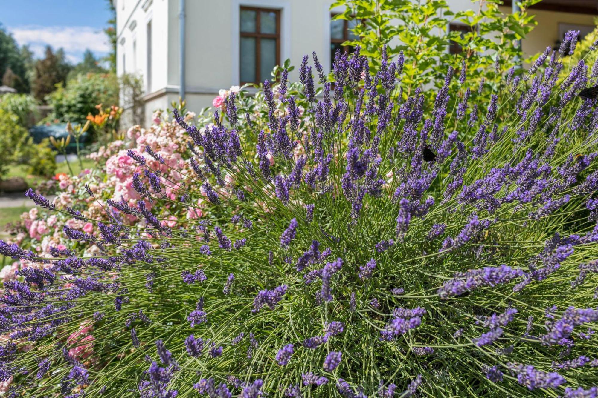 Ferienwohnung Mit Grossem Garten Klosterheide ภายนอก รูปภาพ